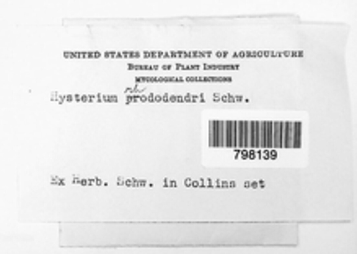 Lophodermium schweinitzii image